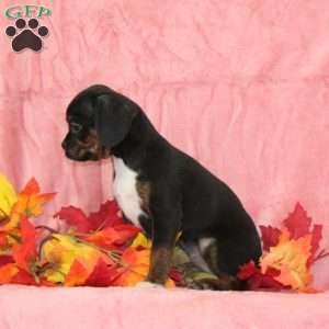 Violet, Boston Terrier Mix Puppy